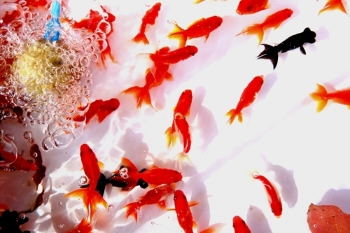 金魚すくい　画像