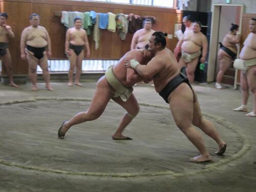 玉ノ井部屋 　アリオ西新井場所　大だるま目入れ式