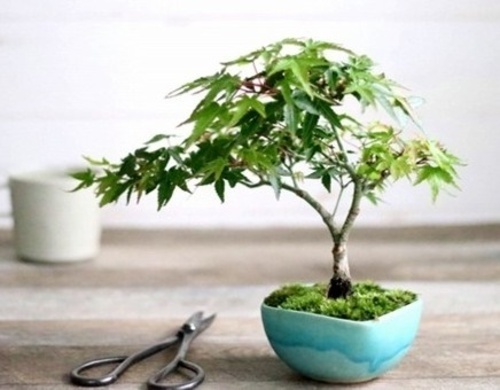 〚2026年特別講座〛新緑を楽しむモダン盆栽講座　アリオ西新井２階カルチャー教室